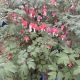 Bleeding Heart Valentine