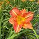 Daylily Apple Crisp