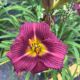 Daylily Little Grapette