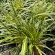 Lilyturf Silvery Sunproof