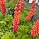 Lupine Westcountry Terracotta