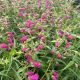 Beardtongue Red Rocks