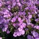 Phlox Volcano Plum White Eye