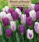 Tulip Purple Blend 12PK
