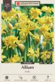 Allium Molly Sunny Twinkl 30PK