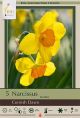 Narcissus Cornish Dawn 7PK