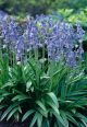 Hyacinthoides Blue 10PK