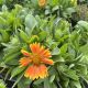 Blanket Flower Spintop Mango