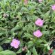 Evening Primrose Glowing Magenta