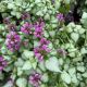 Dead Nettle Purple Dragon