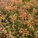 Agastache Poquito Orange