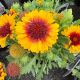 Blanket Flower Spintop Red Starburst