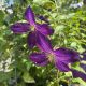 Clematis Happy Jack Purple