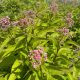 Joe Pye Weed JoJo
