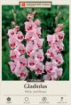 Gladiolus Wine and Roses 10PK