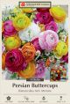 Ranunculus Aviv Mix 10PK