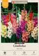 Gladiolus Large Flowering Mix 36PK