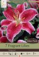 Lily Stargazer 7PK