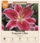 Lily Stargazer 7PK