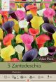 Calla Lily Mix 5PK