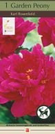 Paeonia Karl Rosenfield 1PK