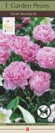 Peony Sarah Bernhardt 1PK