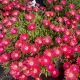 Ice Plant Jewel of Desert Garnet