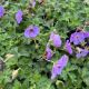 Geranium Azure Rush