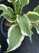 Hosta Atlantis