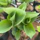 Hosta Abiqua Drinking Gourd