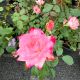 Rose Floribunda Candy Cane Cocktail