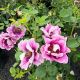 Rose Floribunda Eyeconic Plum Lemonade