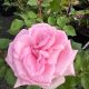 Rose Hybrid Tea Eleganza Beverly