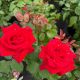 Rose Hybrid Tea Eleganza Grand Amore