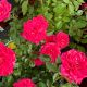 Rose Mini Dragon Fruit Sunblaze