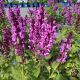 Salvia Rose Marvel