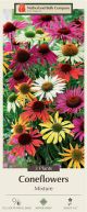 Coneflower 3PK
