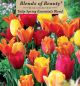 Tulip Spring Essentials 12PK