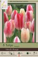 Tulip Moulin Rouge 7PK