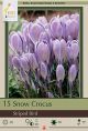 Crocus Striped Bird 10PK