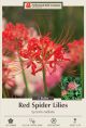Lycoris Red Spider Lily 2PK