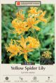 Lycoris Yellow Surprise 1PK