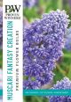 Muscari Fantasy Creation 30PK