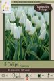 Tulip Purissima Blonde 7PK