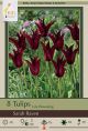 Tulip Sarah Raven 7PK