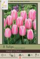 Tulip Mandy's Choice 7PK