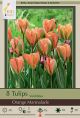 Tulip Orange Marmalade 7PK