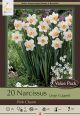 Narcissus Pink Charm 16PK
