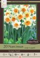Narcissus Sempre Avanti 16PK