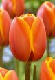 Tulip Dafeng 16 PK
